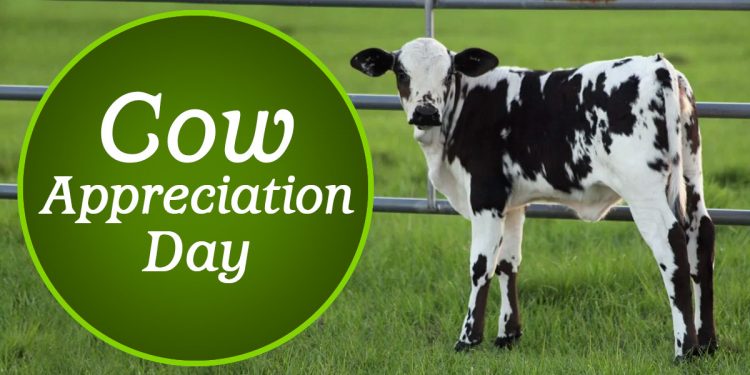 Cow Appreciation Day 2021: Date, History and Significance of the Day on Which People Dress Up Like Cows for Free Food