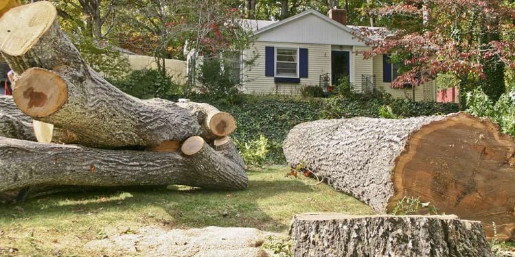 How to Safely Remove a Tree from Your Property