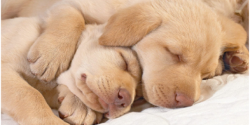 CBD Oil For Dogs: A few Things To Keep In Mind