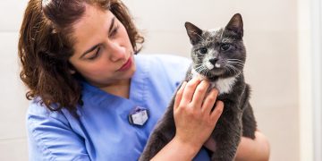 Four Ways to Keep Your Cat’s Heart Healthy!
