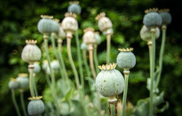 How Is Kratom Different From Opiates?