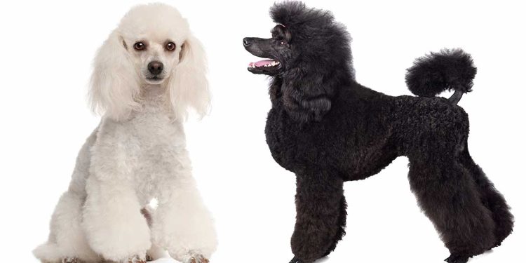 Types of Poodles: A Complete Guide