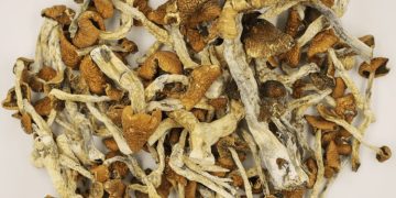 The Transcendental Magic of Ecuador Psilocybe Cubensis