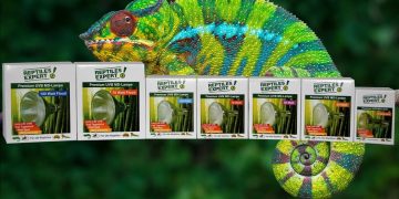 How to Choosing the Appropriate Reptile Light: