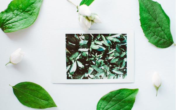 Kratom on Mental Wellness: Benefits, Types, and Side Effects