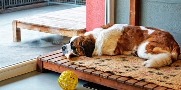 Total Solution Guide to Kennels for Doggie Daycares