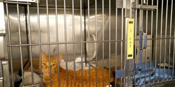 Which Holding Cages Should Be Used for Animal Shelters?