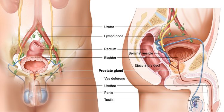 Men with Moderate Prostate Cancer Who Receive Less Aggressive Treatments Improve Their Longevity without Affecting Their Quality Of Life 