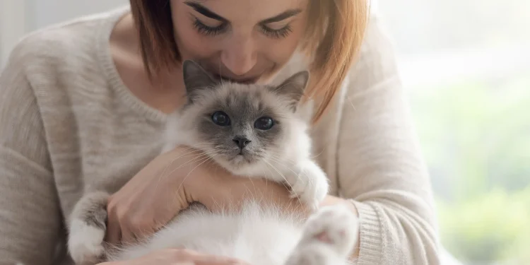 Most Common FAQs About Kitten Care